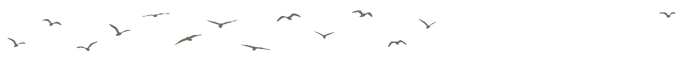 birds-png.png